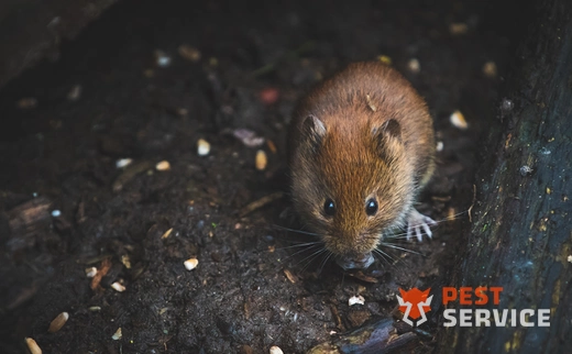 Дератизация в Воткинске